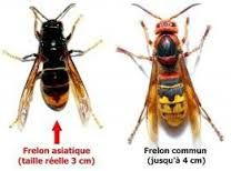 Alerte au frelon asiatiqueAlerte au frelon asiatique