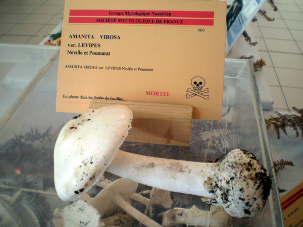 Si on allait aux champignons ?