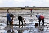pêche à pied interdite 