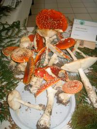Plus de 500 personnes à l'exposition de champignons