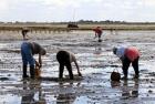 Presqu'île Guérandaise : la pêche à pied fermée  La Baule Le Croisic Batz sur mer La Turballe