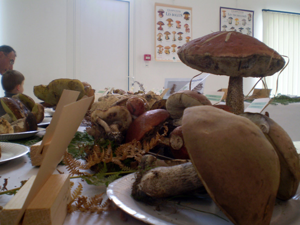 Si on allait aux champignons ?