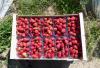 La Baule « Chez Patrick » les fraises ont du goût Patrick Séché producteur de fraises
