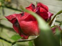 Les fleurs au pouvoir, arbres plants,fleurs
