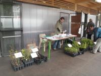 Des petits arbres pour la ville