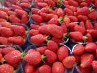 Chez Patrick les fraises sont de retour