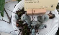 La fête du champignon