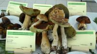 La fête du champignon