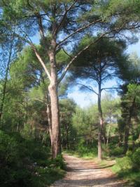Samedi 27 novembre, Journée de l’arbre, à La Baule
