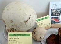 La fête du champignon