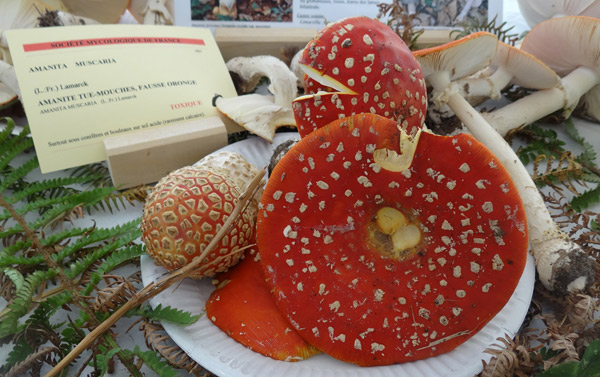 La fête du champignon