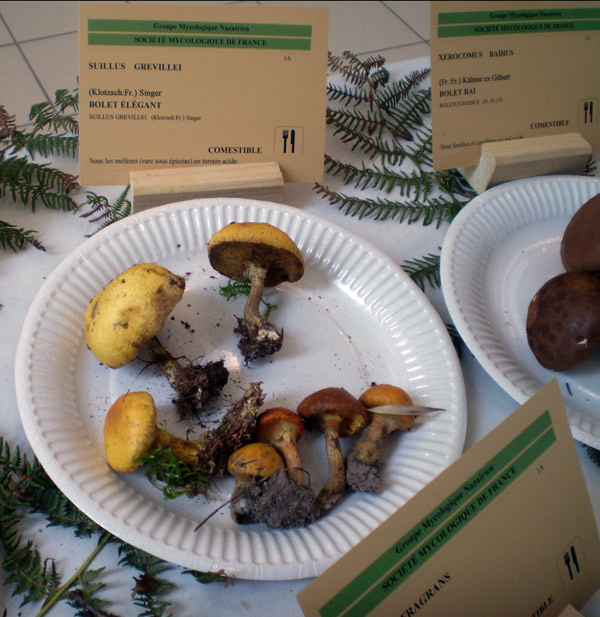 Si on allait aux champignons ?