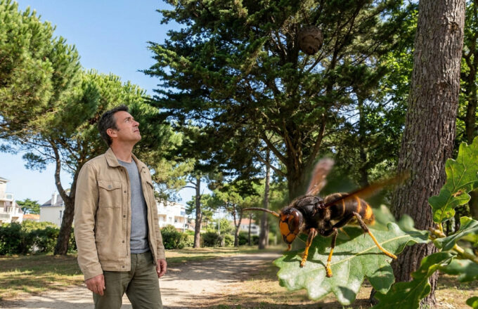 La Baule : fin du piégeage des frelons et signalement des nids
